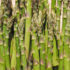 A close up of green asparagus