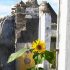 Sunflower growing in front of a ruined building; copyright: panthermedia.net/Sylvia Bär